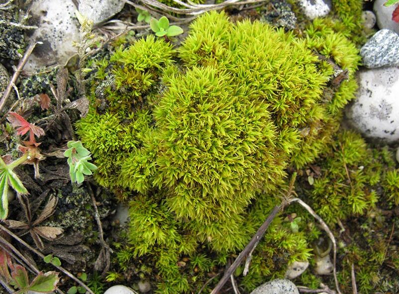 Moos des Jahres - Naturschutzbund Österreich
